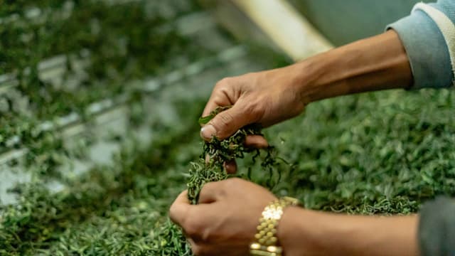 Tea Garden Tours