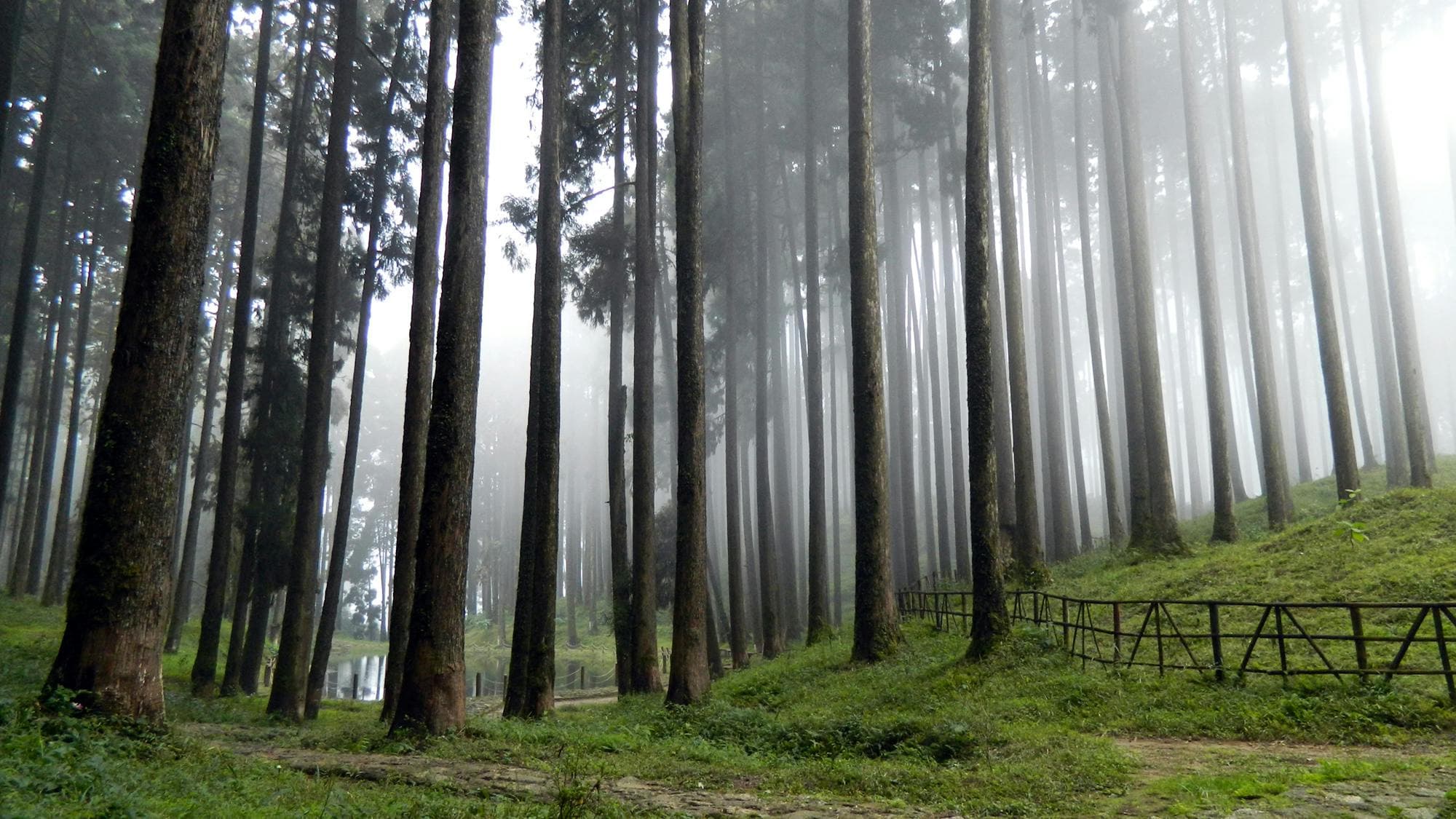 Darjeeling (3N)