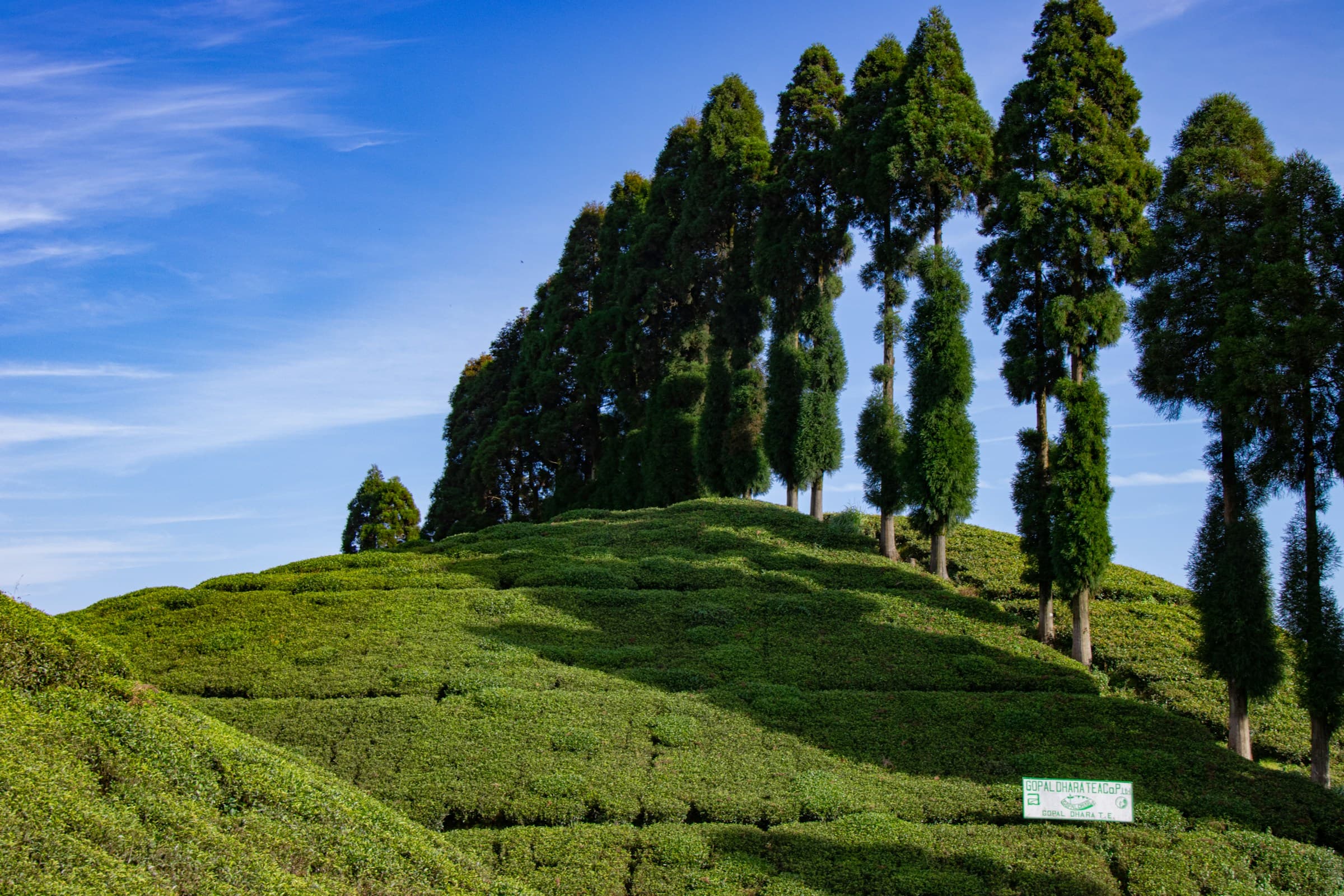 Darjeeling - image 3